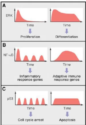 Figure 1.4. Cell kinetics can be different even though it was evoked by  the  same  molecule