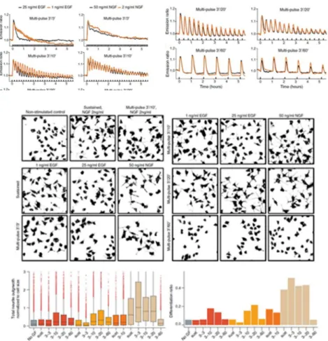 Figure 1.5. Pulsatile EGF/NGF stimulation homogenizes ERK activity  dynamics  and  increases  differentiate  rate