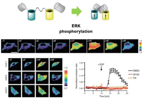 Figure  2.1.  Real  time  ERK  kinetics  in  single  cell.  EKAR2G  transfected  HEK293  cells  were  stimulated  using  50ng/ml  of  EGF  at  time 0