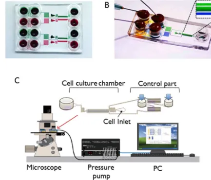 Figure  2.1.  Image  of  microfluidic  device  and  scheme  of  system.  (A)  Image of the  microfluidic device  for ramping and pulsing (B) Image  of the microfluidic device for ramping, pulsing and gradient switching