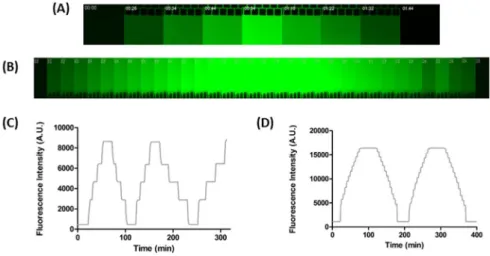 Figure  3.1.    Ramping  up/Ramping  down  profile  in  cell  chamber  region.  (A,  B)  Fluorescence  image  of  gradient  profile,  which  were  visualized  by  the  fluorescent  dye  (FITC-dextran)