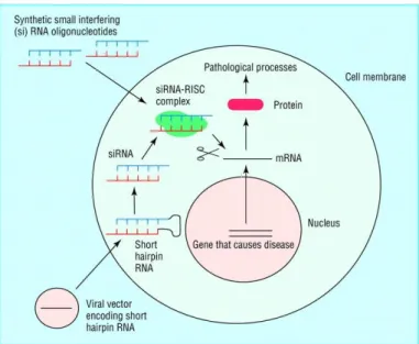Figure 4. Targeting disease by shRNA (Wang et al., 2011). Diseases caused by aberrant  gene  expression  include  viral  diseases  and  cancer