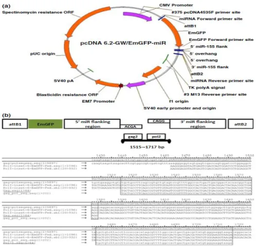 Figure  8.  Constructs  design.  (a)  Map  and  features:  pcDNA  6.2-GW/EmGFP-miR  Expression  Vector  for  targeting  of  porcine  endogenous  retroviruses  (PERV)