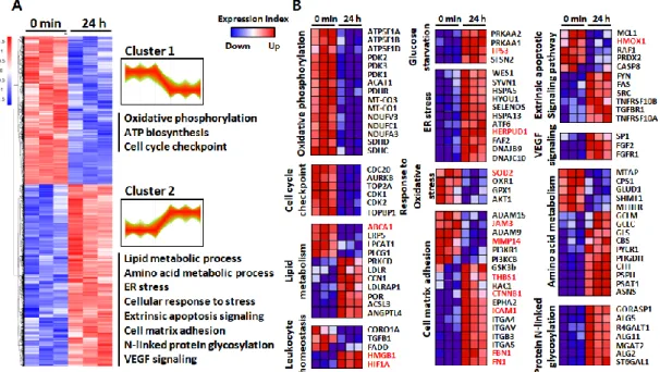 Figure 4. . Visualization of changing proteins and their biological pathways. (A)  Hierarchical  cluster  (HCL)  analysis  of  differentially  expressed  proteins  upon  24  h  treatment  of  50  μg/ml  LPS,  according  to  their  abundance  profile  with 
