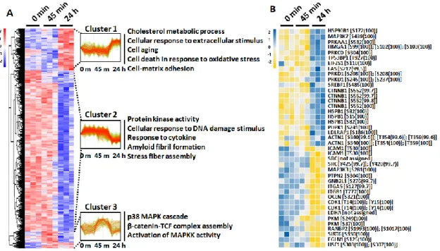 Figure  5.  HCL  analysis  of  the  identified  phosphoproteins  with  differential  phosphorylation  intensities