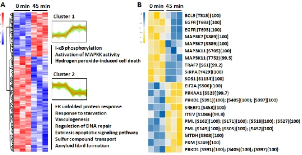 Figure  6.  HCL  analysis  of  the  identified  phosphoproteins  with  differential  phosphosite intensities