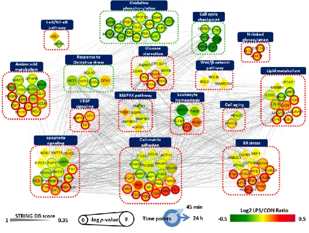 Figure  7.  Network  analysis  of  proteins  related  to  inflammation-driven  pathology  of  ARPE-19  cells