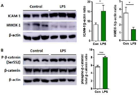 Figure 8. Western blot analysis of proteins and phosphoprotein included in the  pathways  related  to  inflammation-driven  pathogenesis  in  ARPE-19  cells