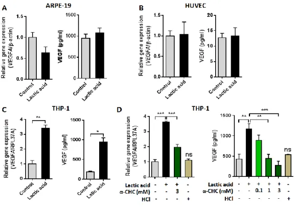 Figure  10.  Lactic  acid  induces  VEGF  expression  in  macrophages.  (A-C)  Expression  analysis  by  qPCR  and  ELISA  of  VEGF  in  ARPE-19  (A),  HUVEC  (B),  and  PMA-differentiated  THP-1  macrophages  (C)  was  conducted  following  incubation  wi