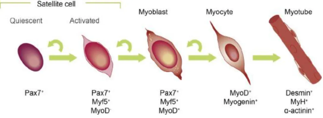 Figure 1.2. Differentiation progression during adult myogenesis: from satellite cells to  differentiated myotubes