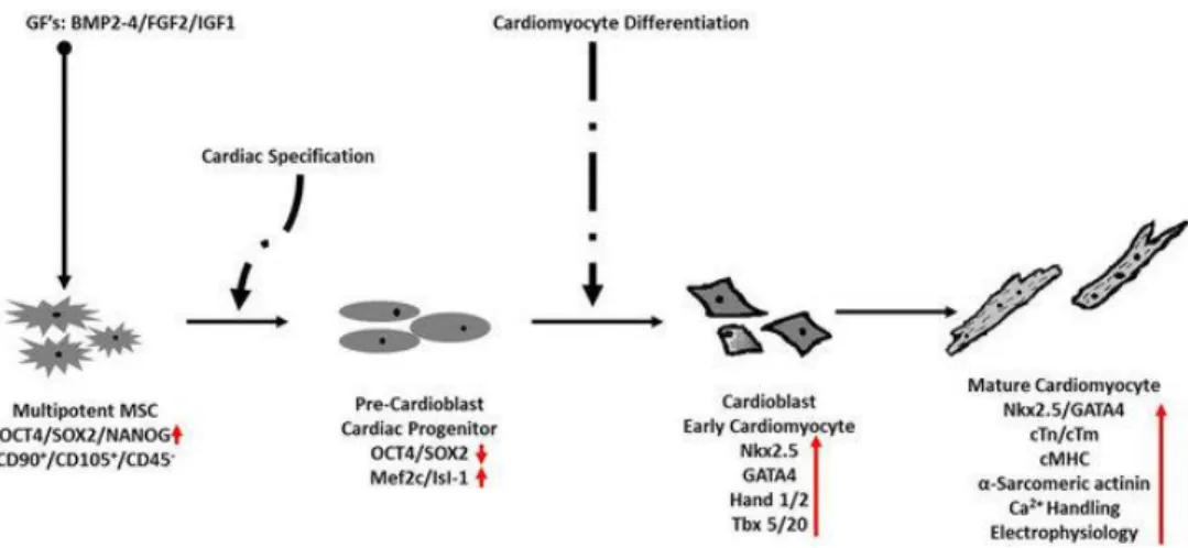 Figure 1.1. Illustration of expected stages of cardiomyogenesis in MSCs. 28