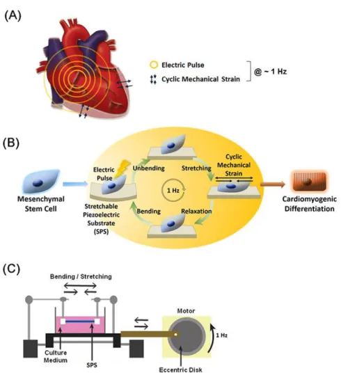 Figure 3.1. Schematic  diagrams  for stimulation  of  cardiomyogenic  differentiation of  hMSCs  using  stretchable  piezoelectric  substrate  (SPS)