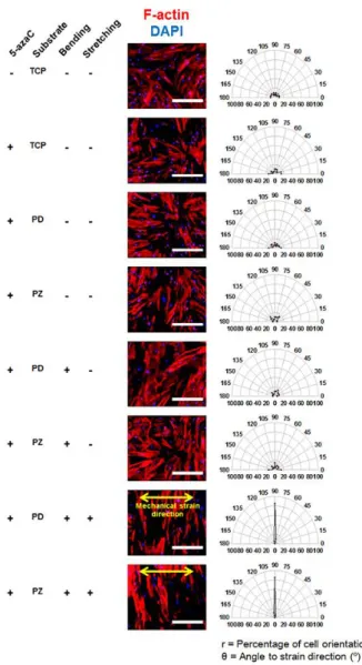 Figure 3.4. hMSC alignment induced by cyclic stretching for 10 days, as evaluated by  F-actin staining (phalloidin staining, red)