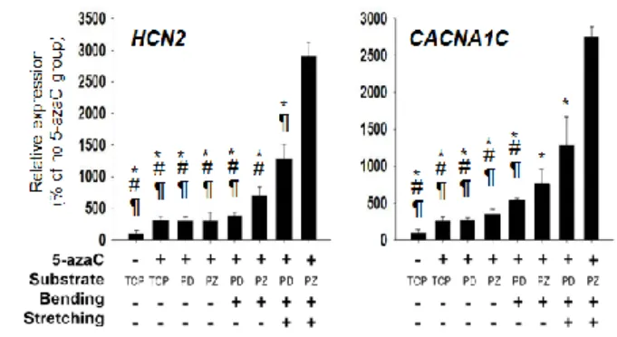 Figure  3.5.  Enhanced  cardiomyogenic  differentiation  of  hMSCs  in  vitro  by  EP  and  cyclic  stretching  for  10  days