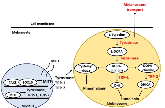 Figure 1. Schematic representation of melanogenesis signaling pathway