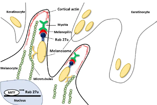Figure 2. Schematic representation of melanosome-transfer