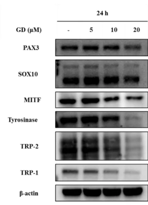 Figure 6. Effects of GD on the expression of melanogenesis-related proteins  Melan-a cells were treated with the indicated concentrations of GD for 24 h