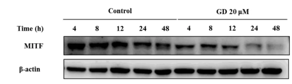 Figure 7. Effects of GD on the time course expression of MITF 