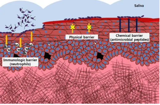 Figure 3. Epithelial barrier against invading bacteria 