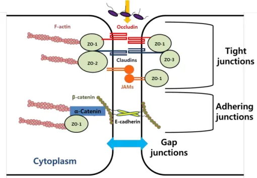 Figure 4. Adhering and tight junctions 