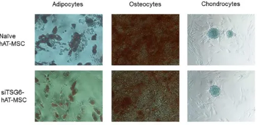 Figure  2.  Adipogenic  (Oil  Red  O  staining),  osteogenic  (Alizarin  Red  S  staining),  and  chondrogenic  (Alcian  Blue  staining)  differentiation  of  naïve  and siTSG6-hAT-MSCs