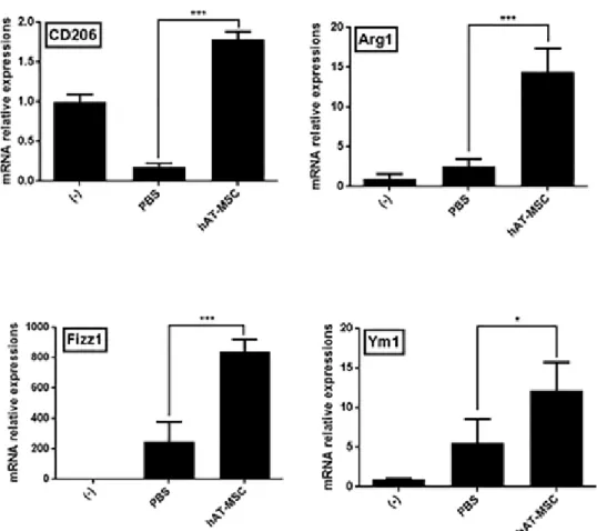 Figure 9. hAT-MSC administration leads to an increase in the percentage  of M2 macrophages in the colon