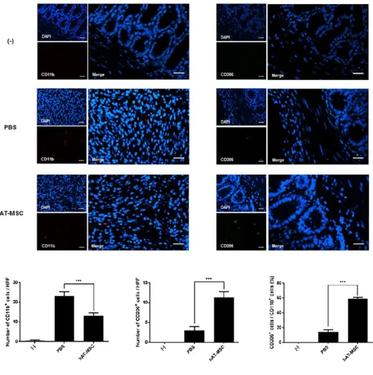 Figure  10.  hAT-MSC  administration  leads  to  an  increase  in  the  percentage  of  M2  macrophages  in  the  colon