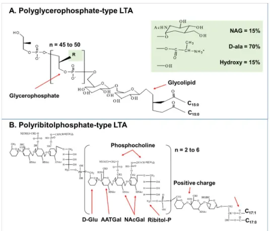 Figure 1. Structural classification of LTA  (A) Polyglycerophosphate-type LTA as  found  in  S