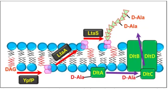 Figure  2.  Biosynthesis  of  LTA.  Polyglycerophosphate-type  LTA  synthesis  machinery of S