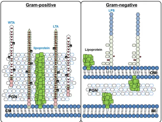 Figure 3. Bacterial cell wall structure. (A) The Gram-positive bacterial cell wall  is composed of thick PGN with a single cytoplasmic membrane