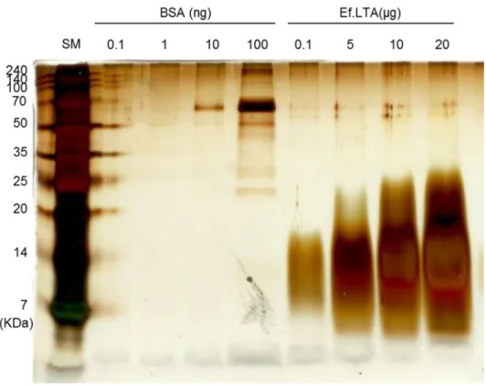 Figure 5. Visualization of E. faecalis  LTA using silver staining.  E. faecalis LTA  (Ef.LTA;  0.1,  5,  10,  or  20  μg)  was  separated  using  SDS-PAGE  and  visualized  by  silver  staining  to  examine  residual  proteins  in  LTA  preparation