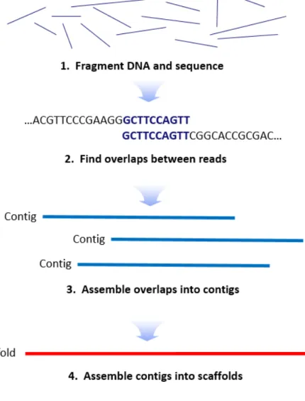 Figure 3. Procedure steps for  De novo  asssmbly. 
