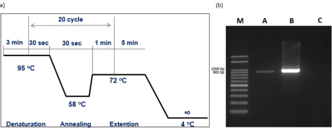 Figure 4. PCR amplication for the detection of  Bifidobacterium  genus  specific  xfp  gene (950 bp)