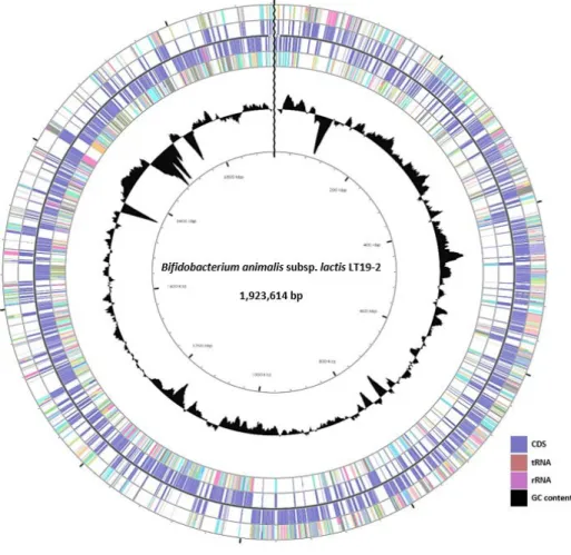 Figure 5. Complete genome map of  B. animalis  subsp.  lactis  LT19-2. 