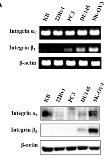 Figure 3. Screening for the integrinα V β 3  expressing cell line 
