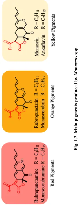 Fig. 1.2. Main pigments produced by Monascus spp.