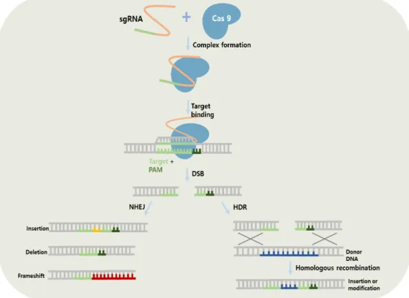 Fig. 1.4. CRISPR/Cas9 system with two different DSBs repair pathways. 