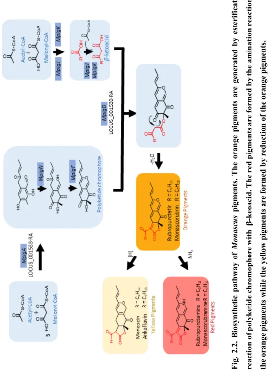 Fig. 2.2. Biosynthetic pathway ofMonascus pigments. The orange pigments are generated by esterification reaction of polyketide chromophore with𝛃-keoacid