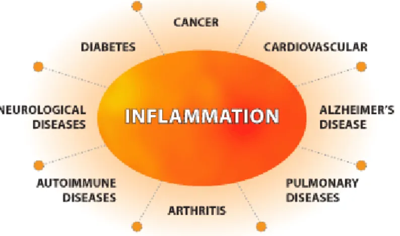 Figure 2. Inflammation regulating several diseases