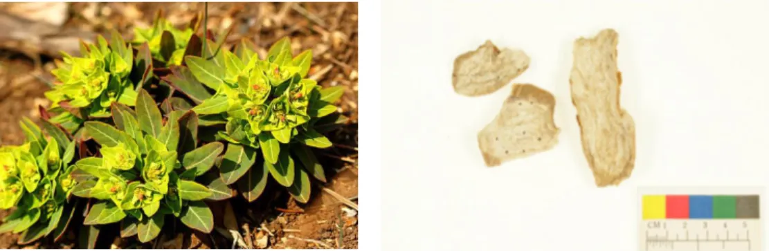 Figure 4. Shoots and roots of E. ebracteolata