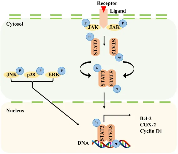 Figure 1. Signaling pathway of JAK–STAT3 