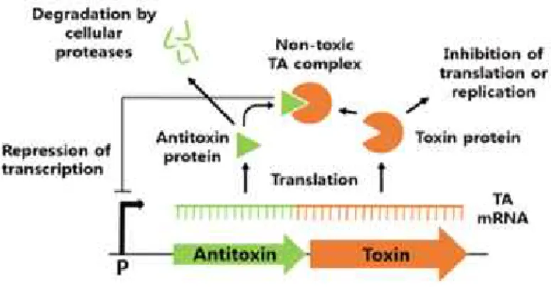 Fig.  3.  Mechanism  of  type  Ⅱ  TA  system