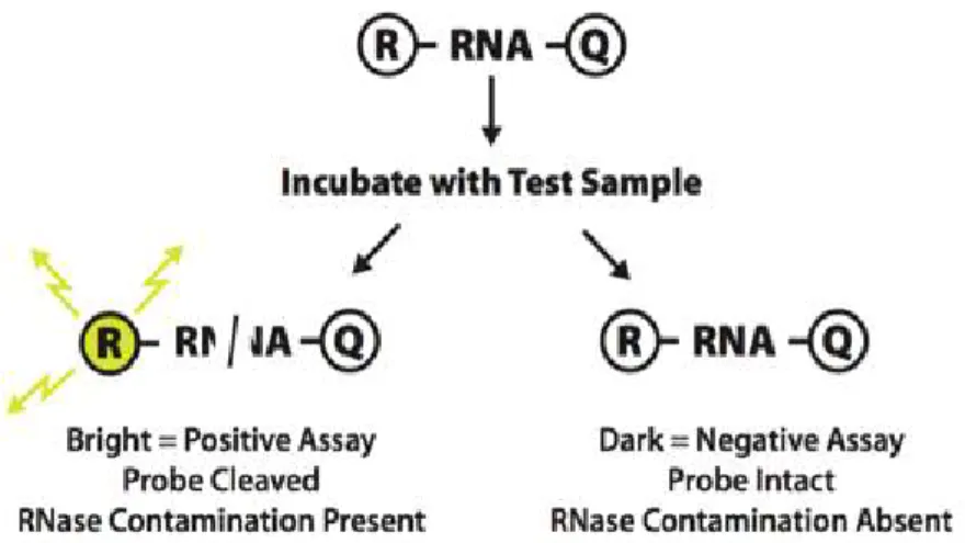 Fig.  13.  Mechanism  of  RNase  activity  assay
