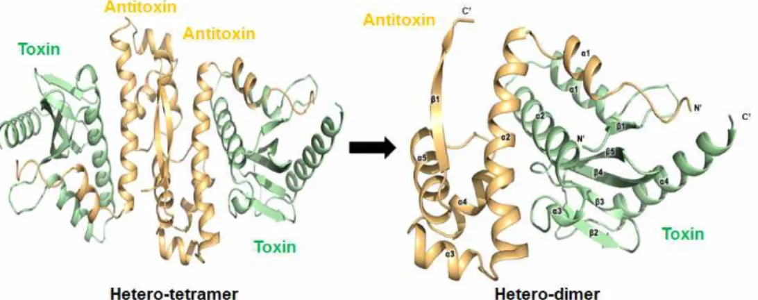 Fig.  15.    Overall  structure  of  HigBA  and  its  subunits