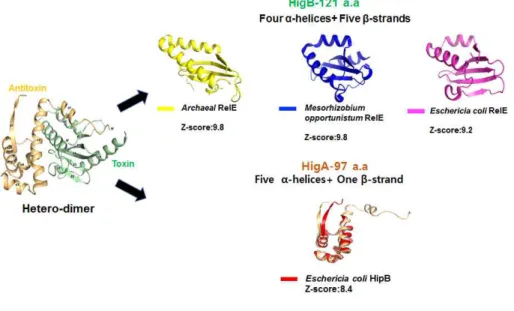 Fig.  16.  Comparison  of  the  structure  of  the  HigB  and  HigA  with  their  homologs 