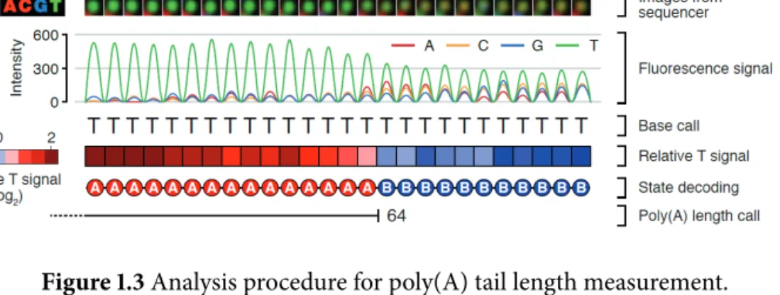 Figure 1.3 Analysis procedure for poly(A) tail length measurement.