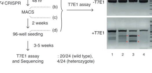 Figure 2.6 One of the unsuccessful attempts to generate TUT4/7 double knockout cell.