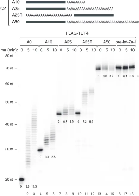 Figure 2.15 (top) Illustration of chemically synthesized RNA substrates. Grey bars repre- repre-sent the last 20 nt of SHOC2 3′ UTR and “A” indicates an adenosine