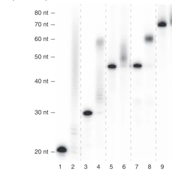 Figure 2.19 In vitro uridylation assay using recombinant TUT7 (951–1,495 aa) and SHOC2 RNAs