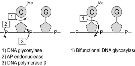Figure 1. Schematized active CG demethylation by DNA glycosylase (Kress et al., 2006)